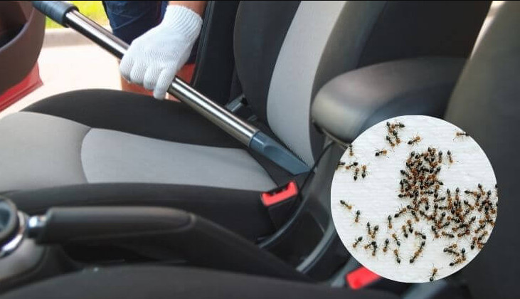 Car Infested with Ants